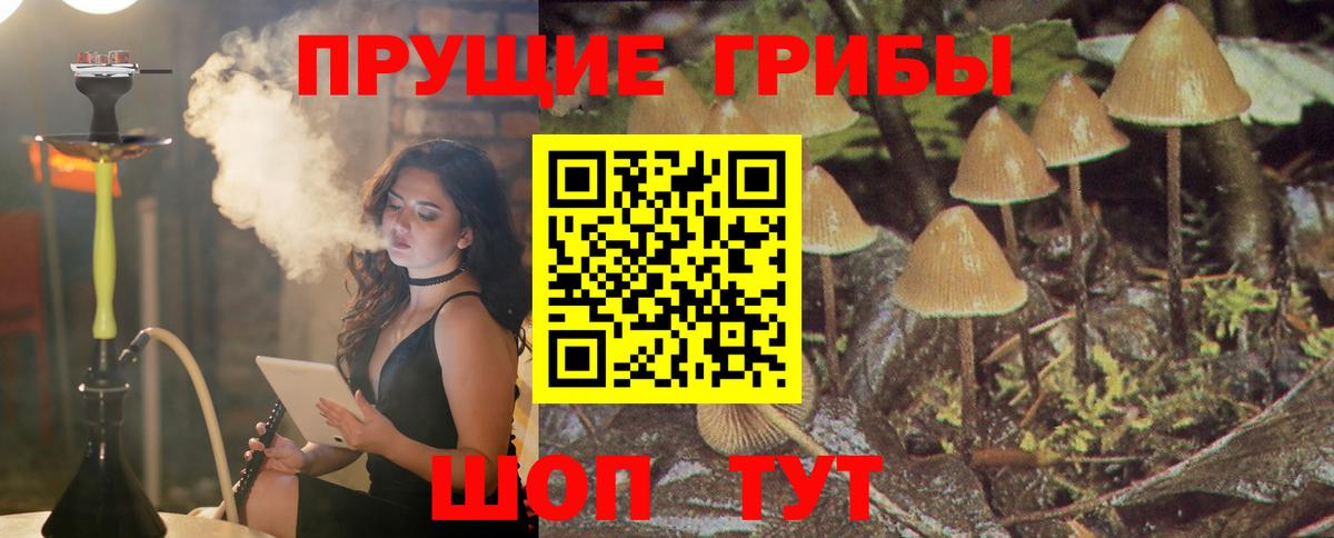 Галлюциногенные грибы Psilocybe Печора